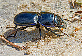 Margined Warrior Beetle