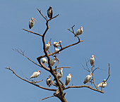 White Ibises at roost