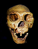 Homo heidelbergensis skull