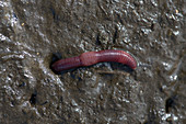 Eisenia fetida or redworm