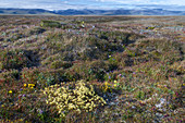 Tundra in bloom, Wrangel Island, Russia