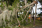 Hurricane Irma damage, tree in power lines