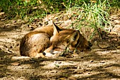 Adult red fox resting