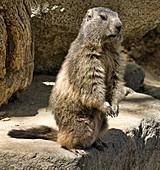 Adult marmot sitting up