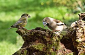 Hawfinch and greenfinch