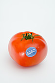 Genetically Modified Produce, Tomato