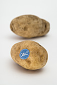 Genetically Modified Produce, Potato