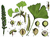 Ginkgo biloba, Living Fossil