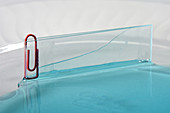 Capillary Action of Water