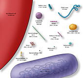 Virus vs. Bacteria, Comparison