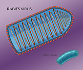 Rabies Virus, Illustration