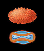 Smallpox Virus, Illustration