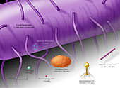 Virus Size Comparison, Illustration