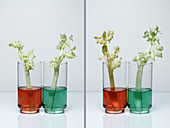 Transpiration in Celery