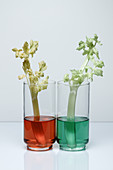 Transpiration in Celery, 2 of 2