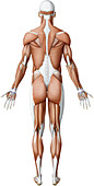 Main skeletal muscles, illustration