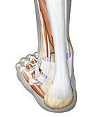 Muscles of the foot, posterior view, illustration