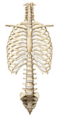 Midsection, illustration