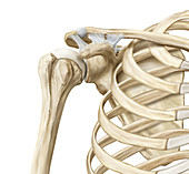 Ball-and-socket joint (shoulder), illustration