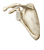 Scapula, illustration