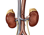 Urinary system, illustration