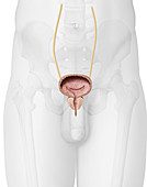 Urinary bladder and prostate, illustration