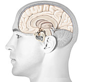 Structure of pituitary gland, illustration