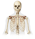 Human skeleton, upper body, illustration
