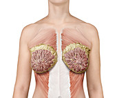 Breast anatomy, illustration