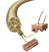 Nerve anatomy, illustration