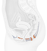 External urinary bladder sphincter, illustration