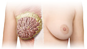 Breast Anatomy, illustration
