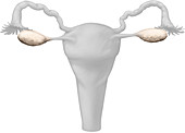 Ovary, illustration