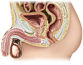 Male genital organs, sagittal view, illustration