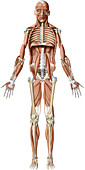 Main deep muscles, illustration