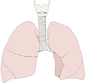 Pulmonary lobes, illustration