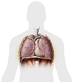 Organs of the chest, illustration