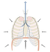 Exhalation, illustration