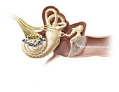 Hearing mechanism, illustration