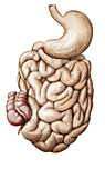 Organs of the digestive system, illustration