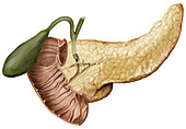 Cross section of the pancreatic duct, illustration