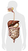 Overview of the digestive system, illustration