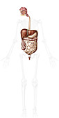 Organs of the digestive system, illustration