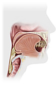 Swallowing, illustration
