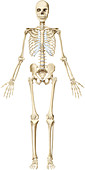 Human skeleton, illustration