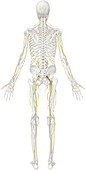 Main nerves, posterior view, illustration