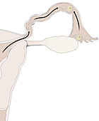 Stage of fertilization, illustration