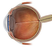 Eyeball, cross section, illustration