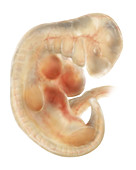 Four-week embryo, illustration