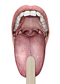 Mouth, illustration